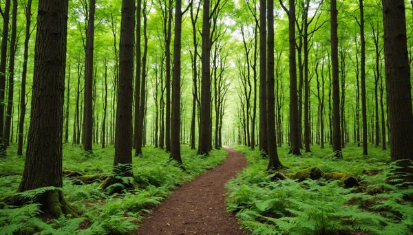 Bain de forêt : découvrez ses bienfaits pour votre bien-être